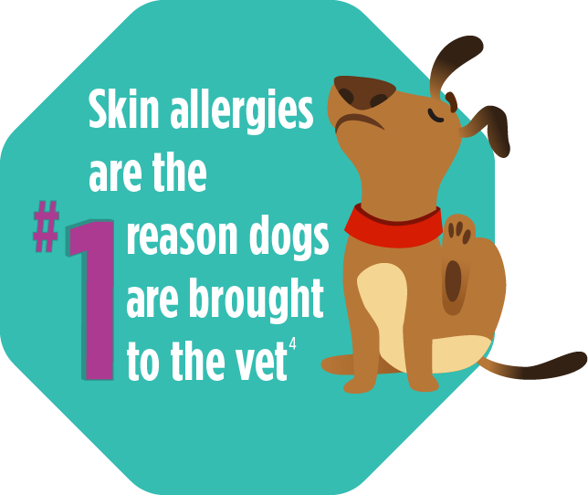 Skin allergies are the #1 reason dogs are brought to the